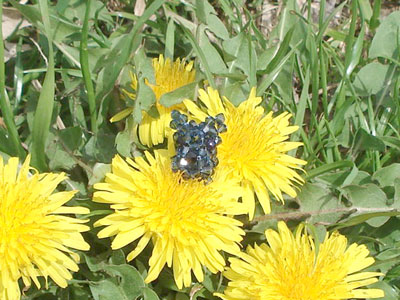 ビーズのスコッティと花