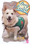 Dog Road�\�Z���s�[�h�b�O�E�`�����̕��� (VOLUME.2)