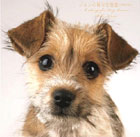 �W�����̏��ȗ�����[���ʊ��S��]~6 Songs for DOG LOVERS~ �\��