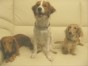 puppy��moka �����
