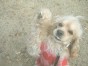 ひばり ちゃん