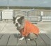 フェアリー ちゃん