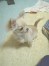 チャビー ちゃん