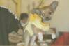 とらいち ちゃん