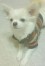 トラ ちゃん