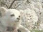 ハル ちゃん