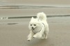 シュワ ちゃん