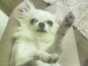 はな☆ ちゃん