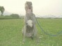 シェリー ちゃん