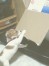 きな ちゃん