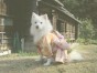 ファーファー ちゃん