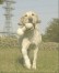 アル ちゃん