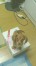 ポン汰 ちゃん