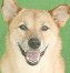 トン吉 ちゃん