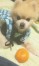 サブ ちゃん