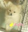 みかん ちゃん