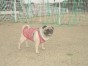 ソレイユ ちゃん