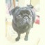 ラム ちゃん
