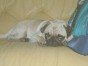 マイキー ちゃん