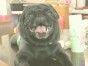 マッチョ ちゃん