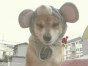ボク ちゃん
