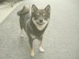 クラマ ちゃん