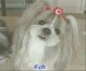 殿助 ちゃん